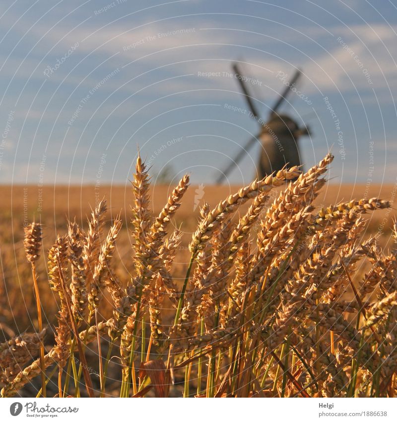 Sommer auf dem Land II Lebensmittel Getreide Weizen Kornfeld Ähren Umwelt Natur Landschaft Pflanze Himmel Schönes Wetter Nutzpflanze Feld Bauwerk Windmühle