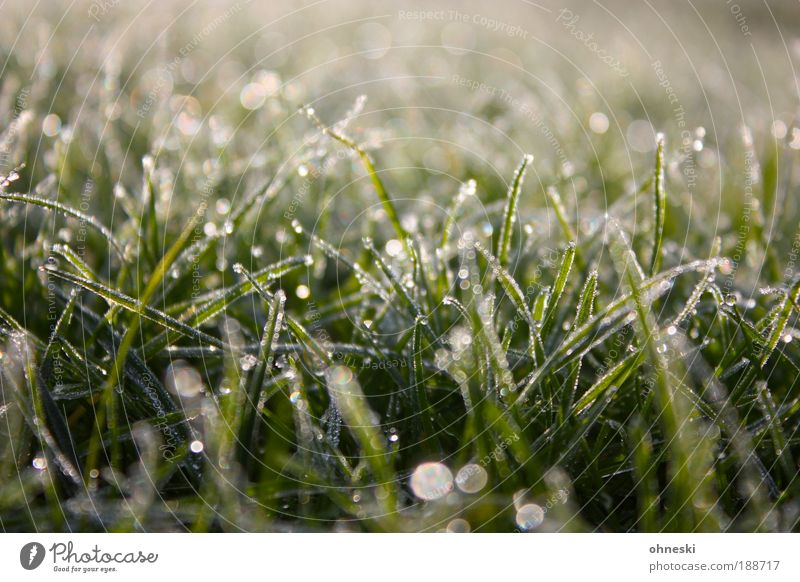 Tau Umwelt Natur Pflanze Erde Wasser Wassertropfen Winter Schönes Wetter Eis Frost Gras Wiese nass natürlich grün ruhig Aufbruch Hoffnung Farbfoto Außenaufnahme