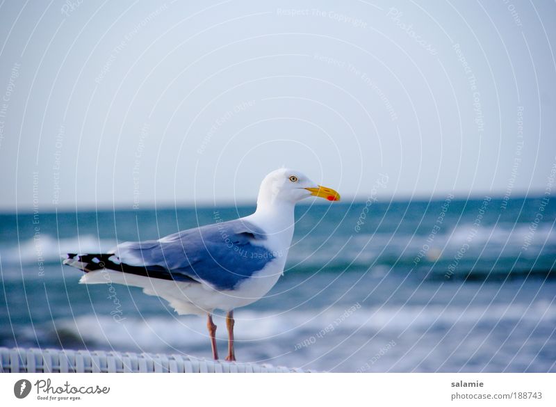 Vorausschauend Wasser Wellen Küste Ostsee Tier Wildtier Vogel Möwe 1 nah Neugier Farbfoto Außenaufnahme Menschenleer Textfreiraum rechts Tag