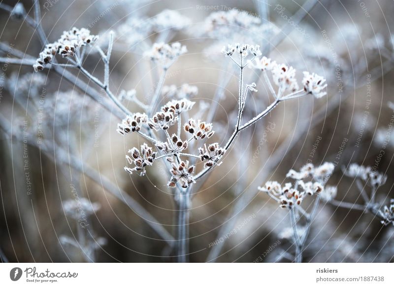 Eisblume Umwelt Natur Pflanze Winter Frost Schnee Blume leuchten ästhetisch kalt Idylle Farbfoto Außenaufnahme Menschenleer Tag Kontrast Schwache Tiefenschärfe