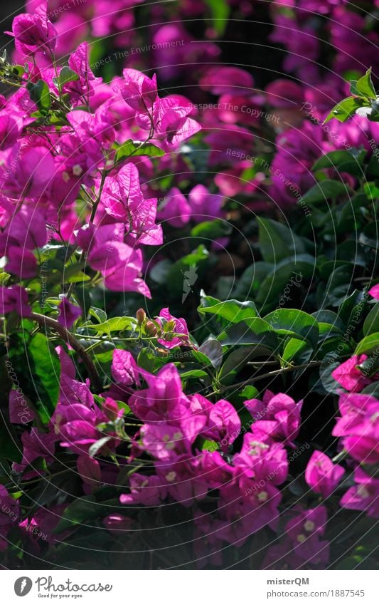Rosa Blume. Kunst ästhetisch rosa mediterran Pflanze Farbfoto mehrfarbig Außenaufnahme Experiment abstrakt Menschenleer Hintergrund neutral Tag Licht Kontrast