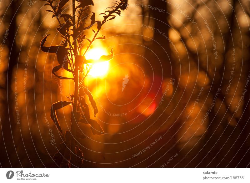 In hoher Gesellschaft Natur Sonnenaufgang Sonnenuntergang Herbst Pflanze Sträucher Wildpflanze Wald nah gold Warmherzigkeit Farbfoto Außenaufnahme Nahaufnahme