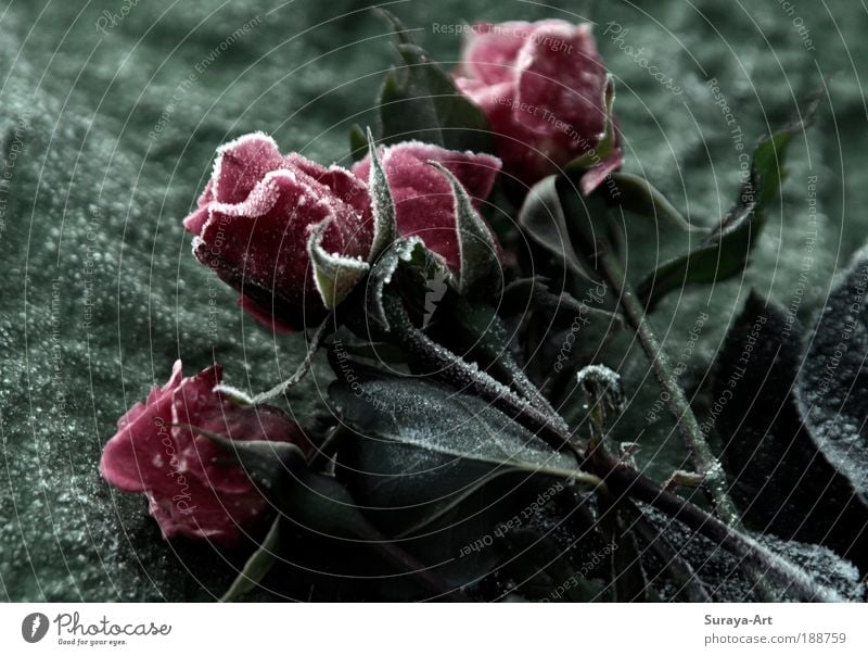 gefrostet elegant Winter Natur Pflanze Klima Eis Frost Rose ästhetisch authentisch frisch kalt rosa rot Nostalgie erfroren Blume Blumenstengel Jahreszeiten
