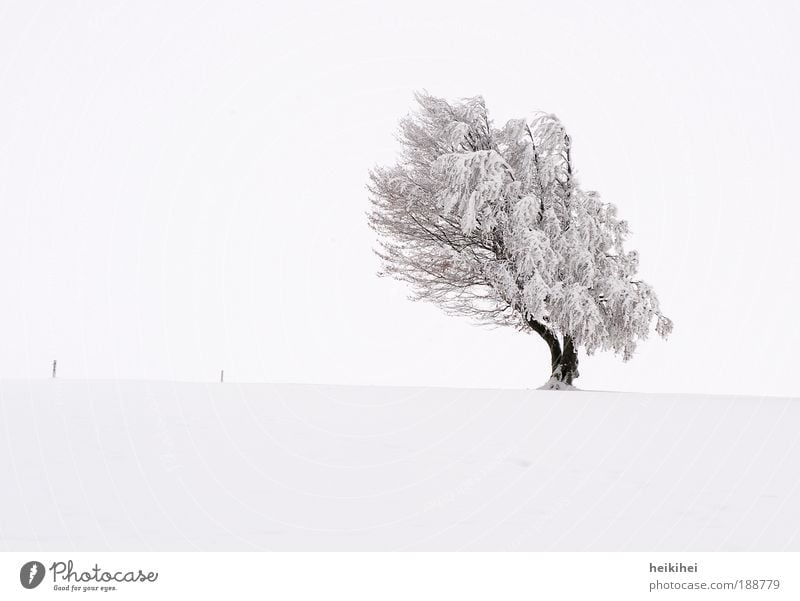 Struwwelpeter Umwelt Natur Landschaft Pflanze Erde Himmel Wolken Horizont Winter Eis Frost Schnee Baum Wiese Berge u. Gebirge braun schwarz weiß Glück Kraft