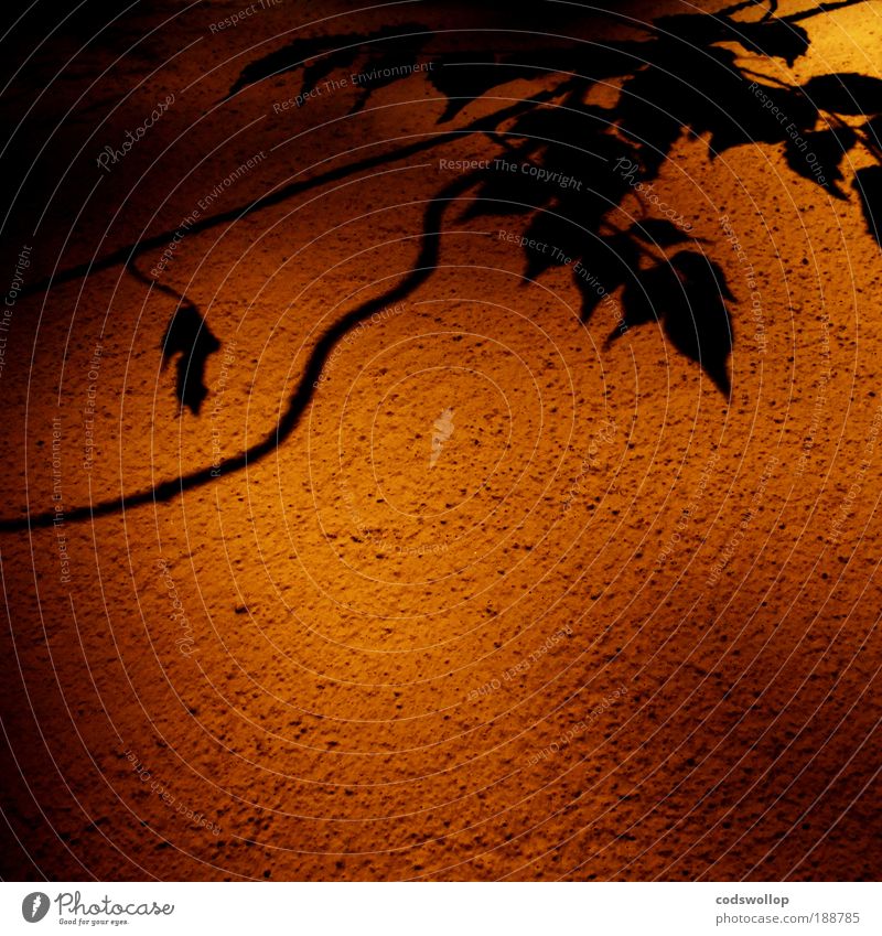 fernwärme Wärme Pflanze Mauer Wand ästhetisch ruhig Stimmung Strukturen & Formen Orange Frankreich Mittelmeer Sommer Farbfoto Textfreiraum unten Schatten