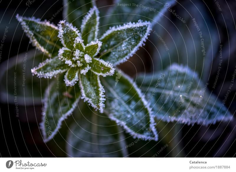 Kalt umrandet, Frost Natur Pflanze Winter Eis Blatt Wildpflanze Unkraut Garten glänzend kalt schön braun grün violett schwarz weiß Stimmung Tapferkeit