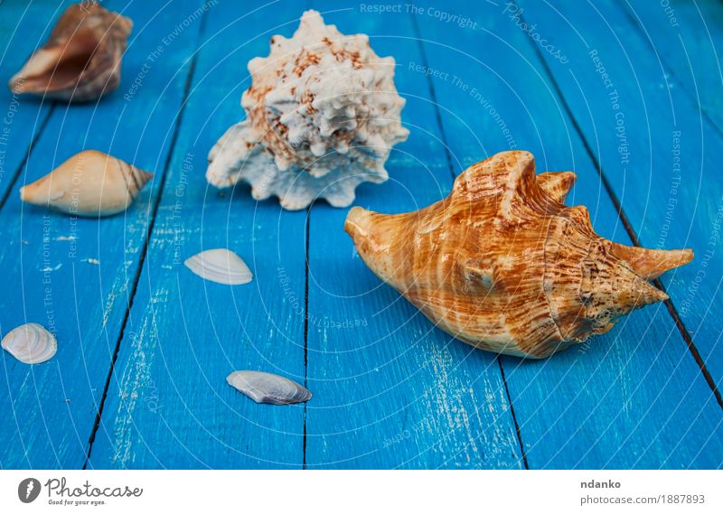 Muscheln auf einem blauen hölzernen Hintergrund schön Ferien & Urlaub & Reisen Sommer Meer Natur Holz alt natürlich tropisch Entwurf Schiffsplanken Panzer marin