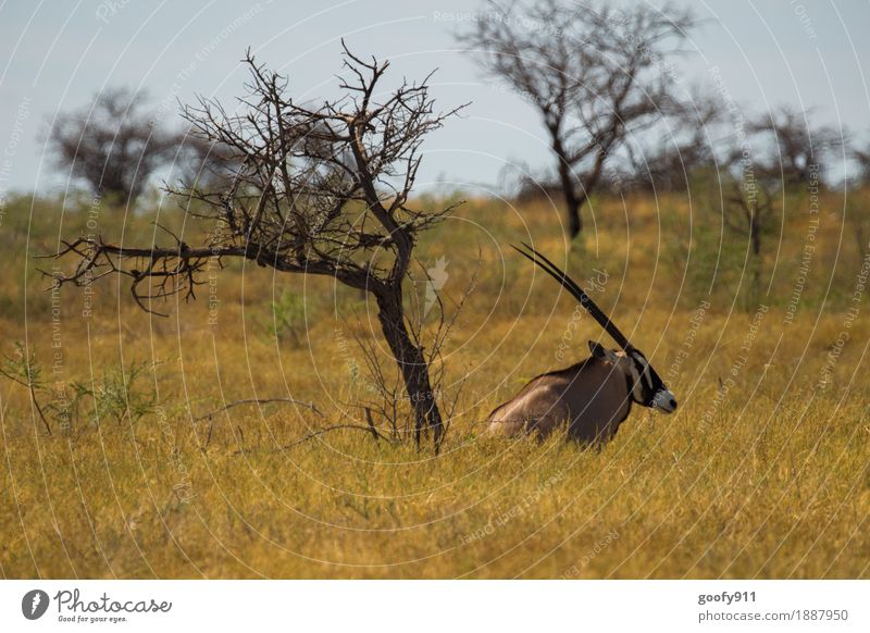 Oryx im Schatten 2!!! Ferien & Urlaub & Reisen Ausflug Abenteuer Ferne Safari Sommer Sonne Umwelt Natur Landschaft Himmel Wolkenloser Himmel Sonnenlicht