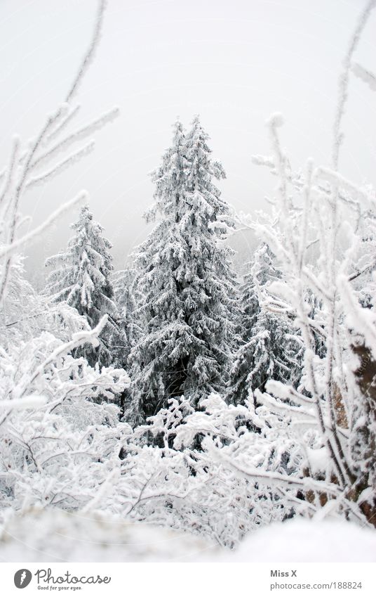 Wipfel Ferien & Urlaub & Reisen Ausflug Winter Schnee Winterurlaub Berge u. Gebirge Umwelt Natur Wolken Klimawandel Wetter schlechtes Wetter Eis Frost Baum Wald