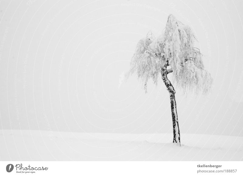 Allein im der weiten weissen Weite Umwelt Natur Landschaft Luft Wasser Wolken Winter Klima Wetter Eis Frost Schnee Pflanze Baum Feld Hügel Alpen ästhetisch