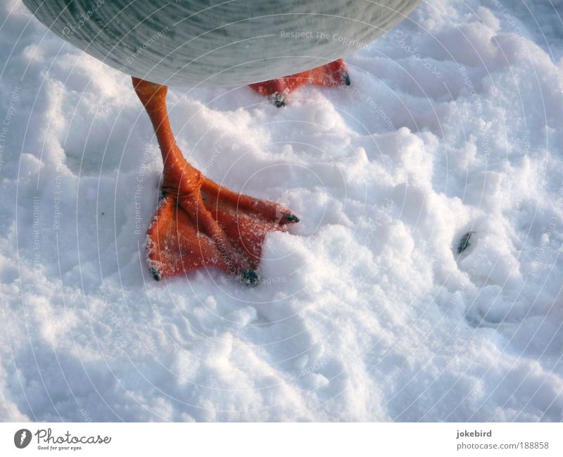 kalte Füße? Schnee Tier Vogel Gans Wildgans Tierfuß Schwimmhaut Feder Krallen frieren rot weiß Angst Todesangst Zukunftsangst Schüchternheit Stress Bewegung