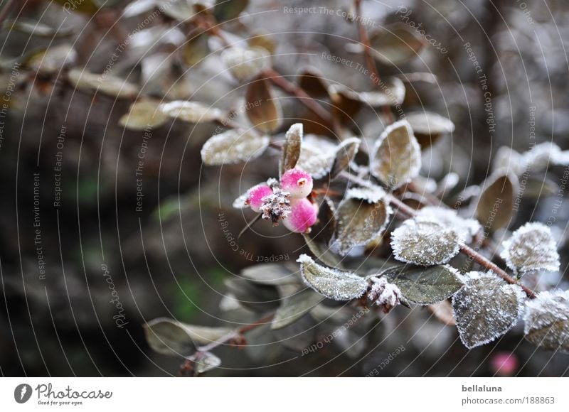 Beerenbrüder I Umwelt Natur Pflanze Winter Klima Eis Frost Schnee Sträucher Blatt Wildpflanze kalt Raureif Farbfoto Außenaufnahme Morgen Tag