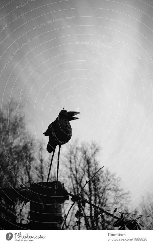 Die Raison d'Être? Himmel Wolken Sträucher Vogel Figur Zaun Zaunpfahl Metall dunkel grau schwarz Schwarzweißfoto Schnabel sprechen Außenaufnahme Menschenleer