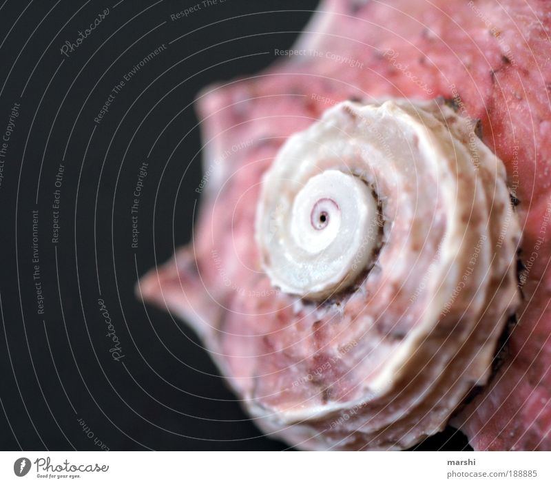 Muschel Natur Seeufer klein rosa rot weiß Muschelschale Muschelform eingerollt Schneckenhaus Häusliches Leben Tier Strukturen & Formen Farbfoto Unschärfe