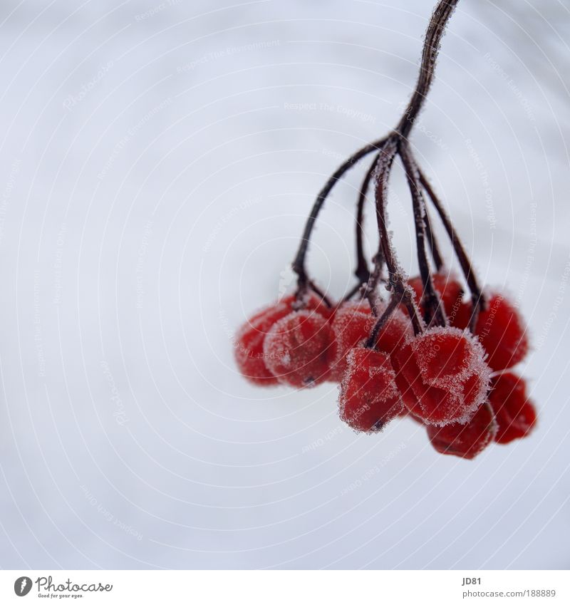 Eisfrüchte Natur Winter Frost Schnee authentisch trocken rot weiß gefroren Beeren Vogelbeeren kälte Farbfoto Außenaufnahme Nahaufnahme Detailaufnahme