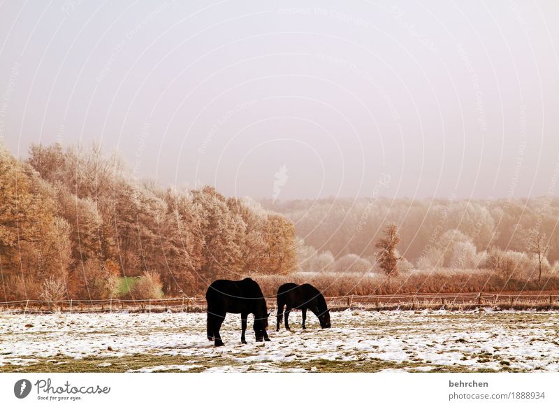 prima klima | wenn mans mag Himmel Wolken Herbst Winter Klima Klimawandel Eis Frost Schnee Schneefall Baum Gras Sträucher Wiese Feld Wald Tier Nutztier Pferd