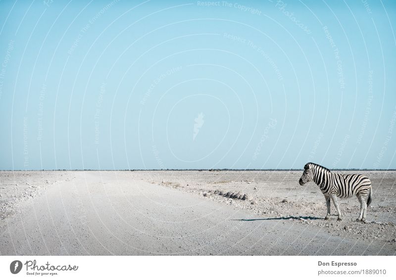 Zebra crossing Ferien & Urlaub & Reisen Tourismus Abenteuer Ferne Freiheit Safari Natur Landschaft Wolkenloser Himmel Wärme Dürre Wüste Tier Wildtier stehen