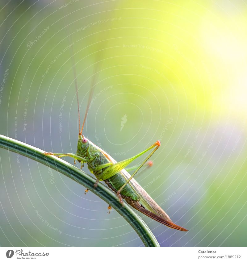 Hüpfer, Heuschrecke auf einem Grashalm Sommer Wiese Insekt 1 Tier beobachten hocken ästhetisch braun gelb grün violett rosa Wachsamkeit Design Umwelt