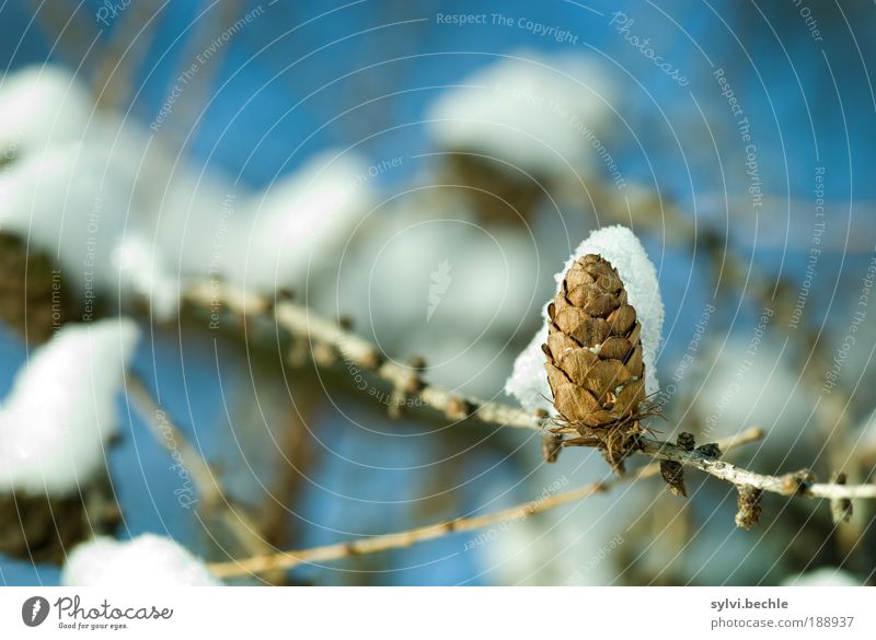 Schönheit des Winters IV Umwelt Natur Pflanze Wasser Himmel Klima Klimawandel Wetter Eis Frost Schnee Baum Park Vorsicht Gelassenheit ruhig Entschleunigung