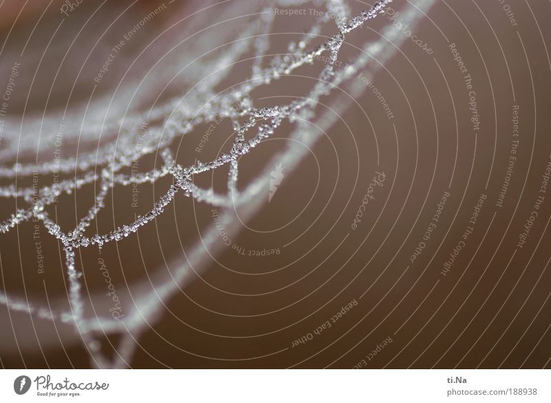 Naturschmuck Umwelt Pflanze Luft Wasser Wassertropfen Nebel Eis Frost Spinnennetz Spinnenweben frieren glänzend hängen schön natürlich braun silber weiß