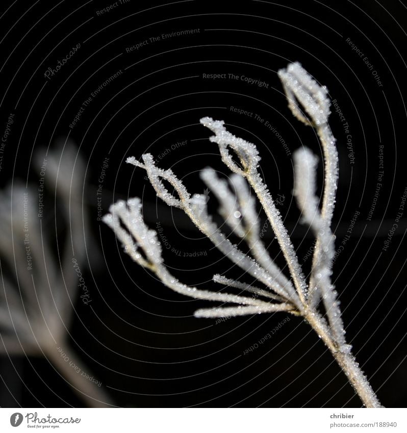 Nebelfänger Pflanze Winter Eis Frost alt frieren glänzend kalt schwarz weiß ruhig Trauer Tod Ende Vergänglichkeit eisig erstarrt Raureif gefroren Eiskristall