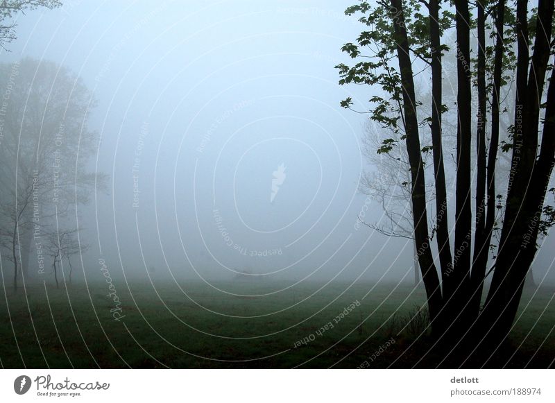 Wolkenkuckuckshain Landschaft Herbst Nebel Baum Park Wiese Wald Stimmung Romantik achtsam Gelassenheit ruhig Sehnsucht Heimweh Fernweh Einsamkeit