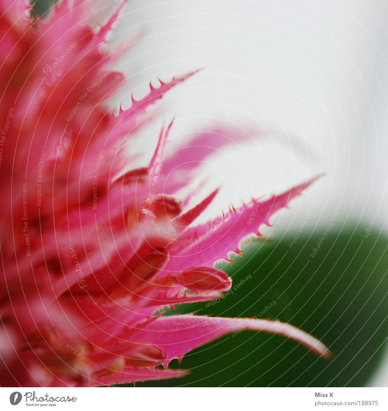 rOsA Natur Pflanze Frühling Sommer Blume Sträucher Kaktus Blatt Blüte Topfpflanze schön stachelig rosa Stachel Blütenblatt Farbfoto mehrfarbig Innenaufnahme