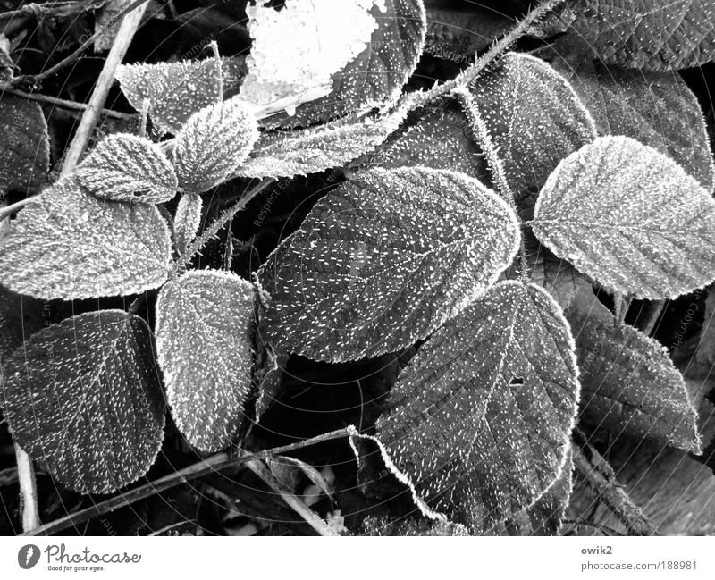Brombeerblätter Umwelt Natur Pflanze Urelemente Erde Winter Eis Frost Schnee Sträucher Blatt gefroren frieren hängen warten frisch geduldig ruhig Hoffnung