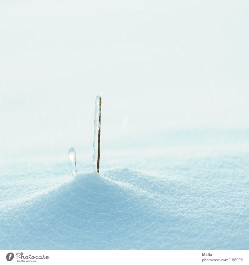Schneewelten Umwelt Natur Winter Klima Klimawandel Wetter Eis Frost Pflanze Gras stehen Wachstum hell kalt natürlich blau weiß Reinheit rein ruhig Farbfoto
