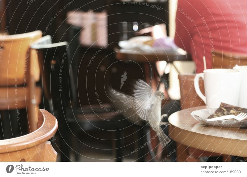 Dieb Kaffeetrinken Geschirr Teller Tasse Gabel Stuhl Tisch Restaurant Gastronomie Rücken Tier Wildtier Vogel beobachten Bewegung entdecken fliegen füttern frech