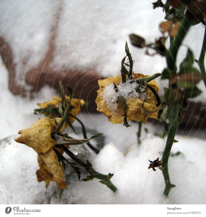 Schneeröschen Natur Pflanze Winter Eis Frost Blume Rose Blatt Blüte Grünpflanze Nutzpflanze Stein Blühend frieren verblüht gelb weiß Vorfreude Eisblumen welk