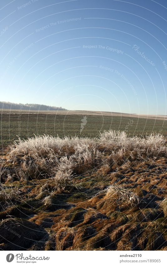 Frost01 Umwelt Natur Landschaft Pflanze Erde Himmel Sonne Winter Menschenleer Surrealismus Farbfoto Außenaufnahme Kontrast Sonnenlicht Totale Tag