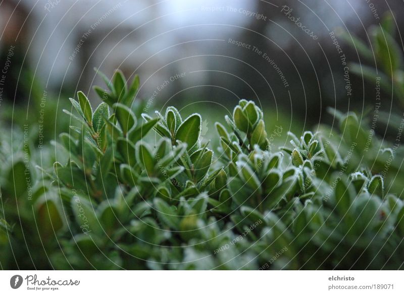 AngeFROSTet Pflanze Winter grün Buchsbaum Blatt Sträucher Frost gefroren kalt Wachstum Farbfoto Außenaufnahme Detailaufnahme Textfreiraum oben fokussieren