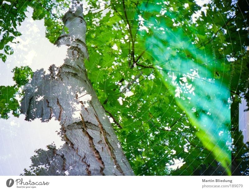 doppel#3 Umwelt Natur Pflanze Baum Blatt Grünpflanze Holz träumen außergewöhnlich natürlich braun gelb grün weiß Neugier chaotisch Perspektive skurril