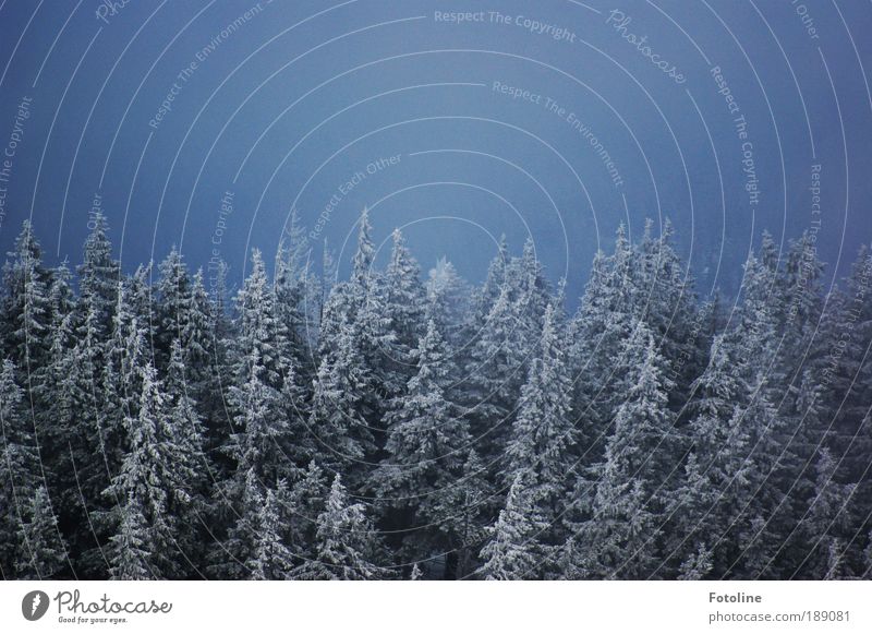 Winterwald Umwelt Natur Landschaft Pflanze Urelemente Erde Luft Himmel Wolkenloser Himmel Horizont Klima Klimawandel Wetter Schönes Wetter Eis Frost Schnee Baum