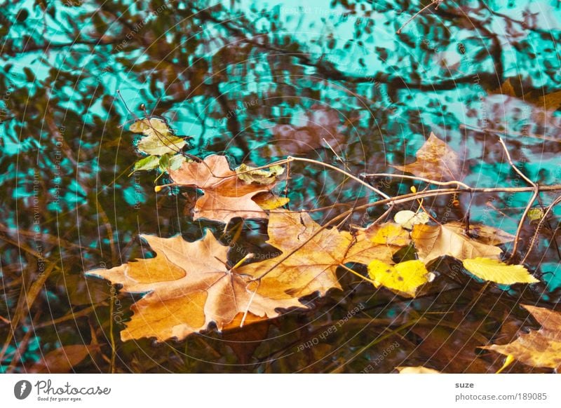 Aquarell Umwelt Natur Landschaft Wasser Herbst Baum Blatt alt fallen ästhetisch gold Gefühle Zeit Herbstlaub herbstlich Jahreszeiten Laubwald Färbung