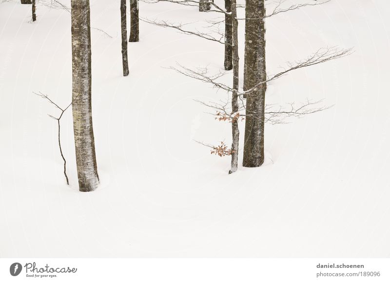 Realität !! Umwelt Natur Pflanze Winter Eis Frost Schnee Baum hell weiß abstrakt Baumstamm Ast Buche Menschenleer