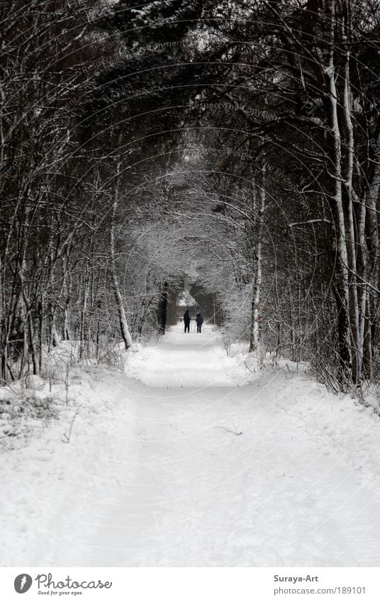 Snow-Walk Mensch 2 Natur Landschaft Winter Schnee Wald Wege & Pfade Bewegung Erholung kalt weiß Freundschaft Zusammensein Freizeit & Hobby Idylle Pause Zeit
