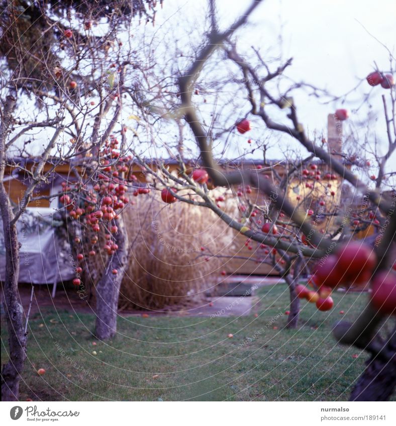 Verführungskünstler Lebensmittel Frucht Apfel Ernährung Bioprodukte Freizeit & Hobby Häusliches Leben Garten Gartenarbeit Gärtner Umwelt Natur Herbst Baum
