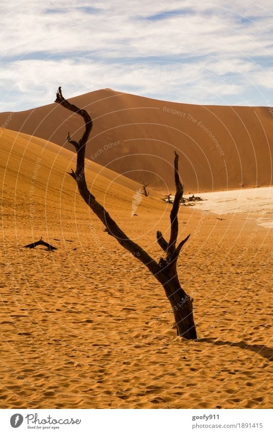 Deadvlei (Namibia) Umwelt Natur Landschaft Pflanze Tier Urelemente Erde Sand Luft Himmel Wolken Sonne Sonnenlicht Sommer Herbst Schönes Wetter Baum Hügel Wüste