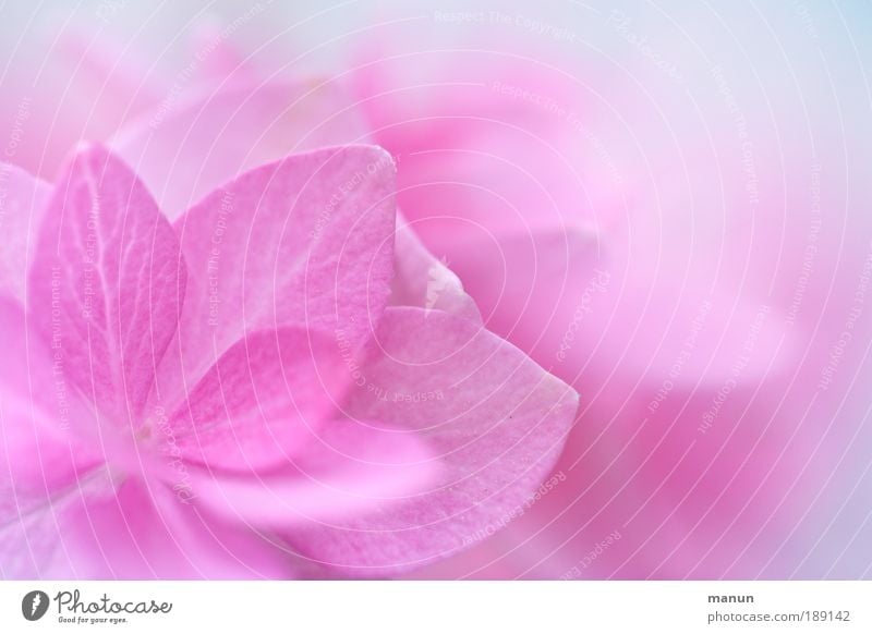 pink cup II Design harmonisch Wohlgefühl Sinnesorgane Erholung Duft Taufe Gartenarbeit Gärtnerei Natur Frühling Blume Blatt Blüte Freundlichkeit Fröhlichkeit