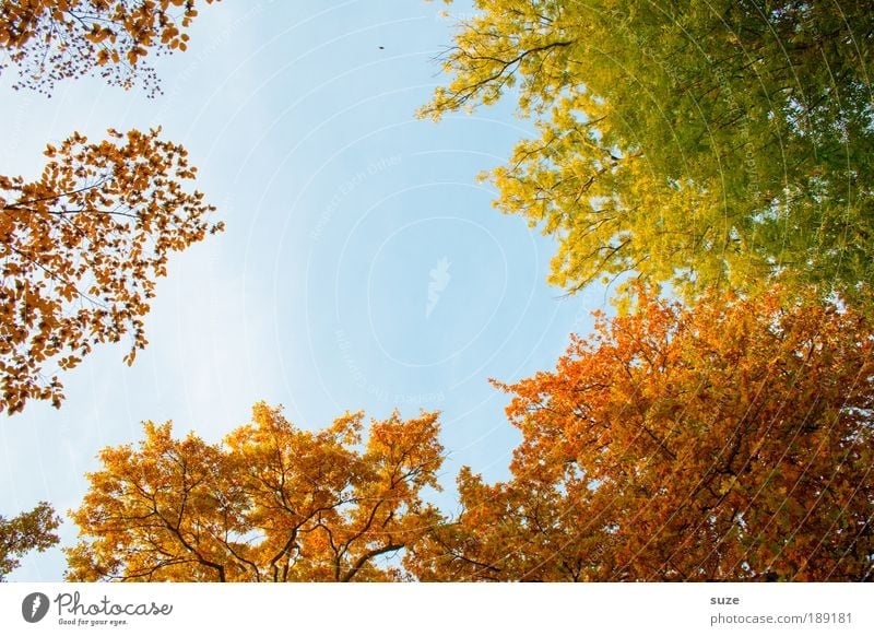 Herbstloch Umwelt Natur Landschaft Baum Blatt Park alt fallen ästhetisch gold Gefühle Zeit Herbstlaub herbstlich Jahreszeiten Laubwald Färbung Baumkrone Zweig
