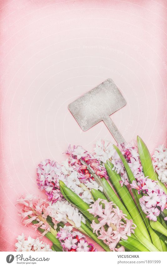 Schöne Hyazinthen Blumen und leerer Holzschild Design Garten Natur Pflanze Frühling Blatt Blüte Blühend rosa Stil Hintergrundbild Composing Symbole & Metaphern