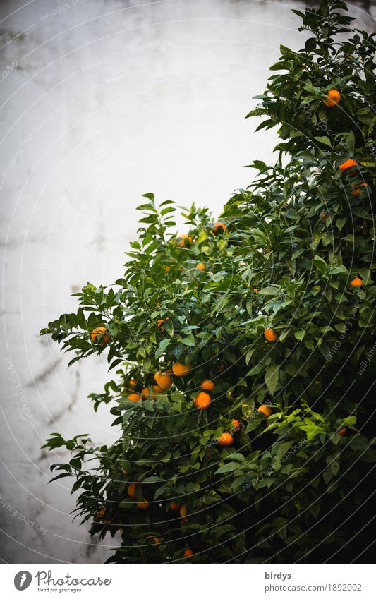 Heute Orangen Lebensmittel Frucht Baum Nutzpflanze Duft Wachstum authentisch frisch Gesundheit lecker positiv saftig süß grau grün Vorfreude genießen Tradition