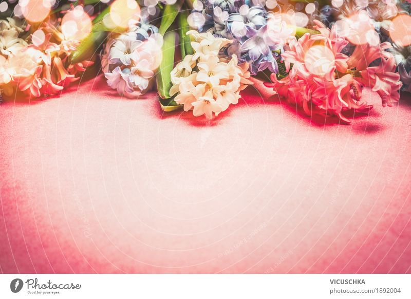 Hyacinths Blumen Feste & Feiern Valentinstag Muttertag Geburtstag Natur Pflanze Frühling Dekoration & Verzierung Blumenstrauß Liebe rosa Freude Design Stil
