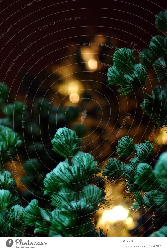 Hinterm Weihnachtsbaum Natur Nachthimmel Winter Schnee Blatt Park leuchten dunkel hell Wärme Tanne Tannennadel Zweige u. Äste Farbfoto mehrfarbig Außenaufnahme