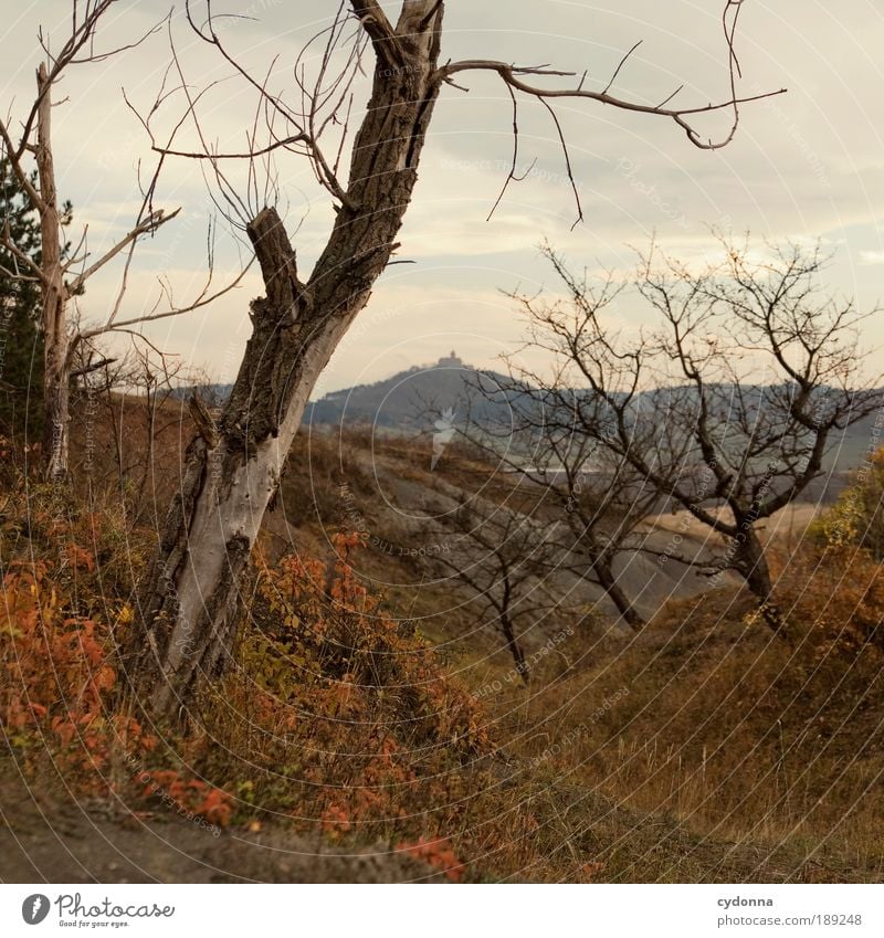 Vergänglichkeit ruhig Ausflug Ferne Freiheit Sightseeing Umwelt Natur Landschaft Herbst Baum Gras Feld Hügel Berge u. Gebirge Bildung Ende Leben Tod träumen
