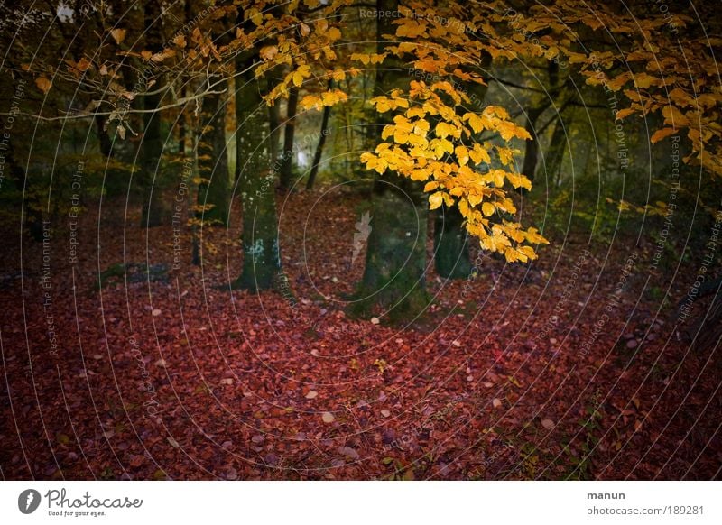 bevor es dunkel wird Wohlgefühl Erholung Natur Herbst Baum Blatt Herbstlaub Herbstfärbung Herbstwald herbstlich Park Wald leuchten gelb rot Einsamkeit