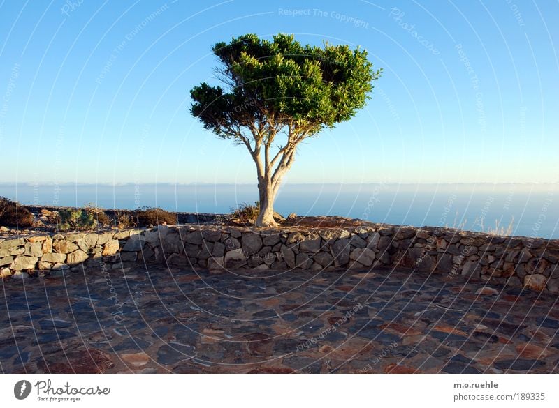 Traumbaum Umwelt Landschaft Luft Himmel Horizont Sommer Schönes Wetter Baum Grünpflanze Insel Gomera Terrasse Sehnsucht Fernweh Einsamkeit Freiheit