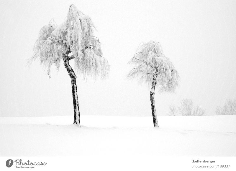 Zweisamkeit Natur Landschaft Wasser Winter Nebel Eis Frost Schnee Pflanze Baum Park frieren kalt Sauberkeit grau schwarz weiß ruhig Baumstamm Wintemärchen